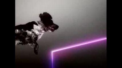 Кучета