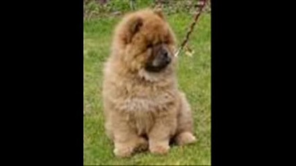 Porodi Ku4eta (poodle), (husky), (chow Chow)