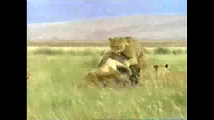 Лъвове Убиват Антилопа Гну 