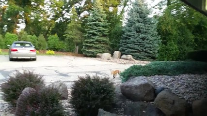 Лисица се разхожда в двор !