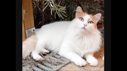 Особености на турската ангорска котка