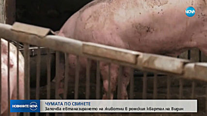 ЕПИДЕМИЯТА ОТ ЧУМА: Започва евтаназията на прасета в ромския квартал на Видин