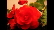 Tango roses-tango to Evora Lorena Mckennitt