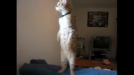 Котка стои на 2 крака