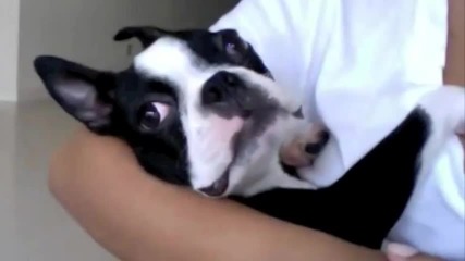 Dramatic Boston Terrier