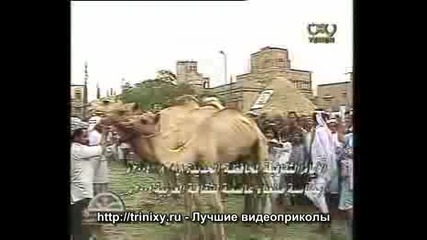 Yemeni прескачат камили 