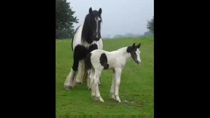 Gypsy Vanner Horse