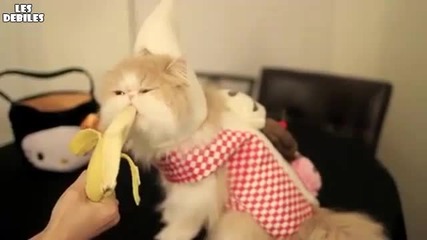 Сладко коте яде банан 
