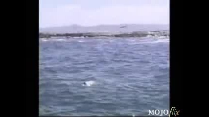 The Great White Shark Song 