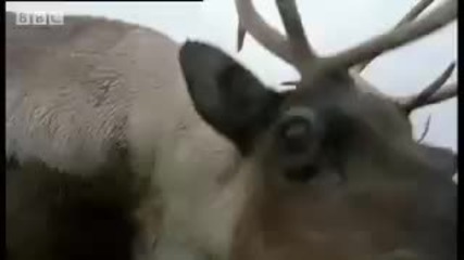 Magic mushrooms & Reindeer - Weird Nature - Bbc animals 