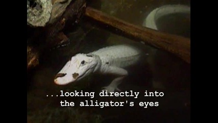 Bizarre White Alligator - Алигатор албинос 