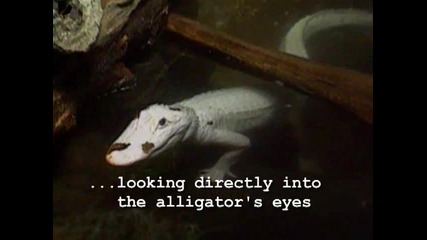 Bizarre White Alligator - Алигатор албинос