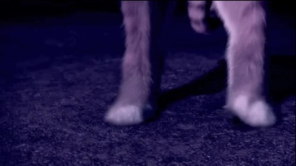 Puss in Boots - T.h.r.i.f.t S.h.o.p