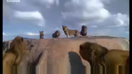 Lion fight! - Pride - Bbc animal drama