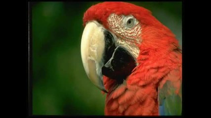 Beautiful animals Ii 