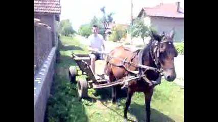 zlati 