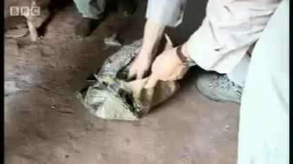 Eating bush meat in Cameroon - Bbc Food & Travel 