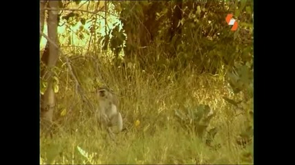 Енциклопедия На Животните-Южноафриканска маймуна