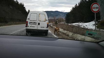 Как се разхожда куче