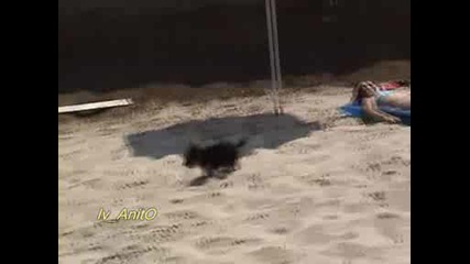 = Сладко Кученце на плажа - смях =
