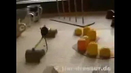 Мишка Прави Номер 