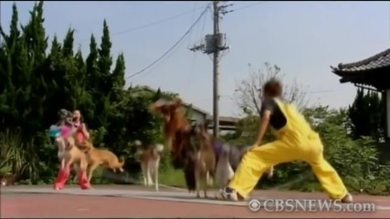 Кученца скачат на въже