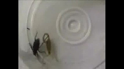 Scorpion Vs. Black Widow.avi