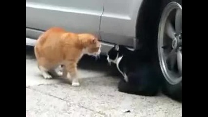 funny animals