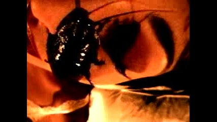 alice cooper - it`s me.flv