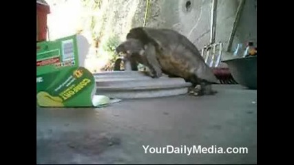 Turtle Porn