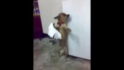 Талантливо кученце играе кючек