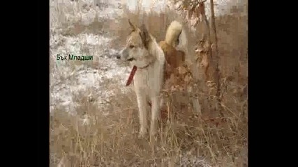 Западносибирски лайки