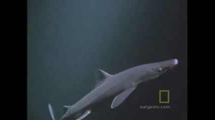 Октопод убива акула 