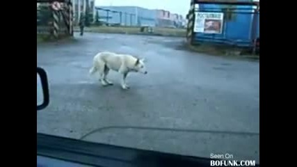 куче танцува на техно ! 