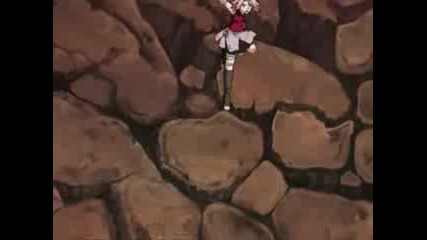 Sakura Blooms