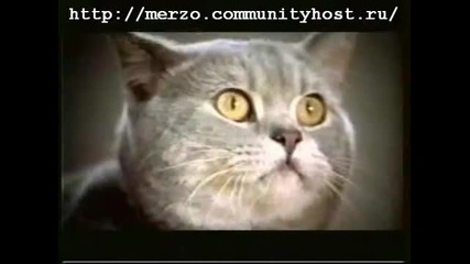 Смешна Реклама на храна за котки 