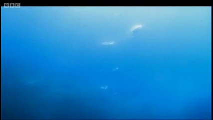 Epic Gannet journeys - Animal Camera - Bbc 
