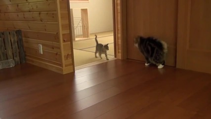 Луда игра между котки!