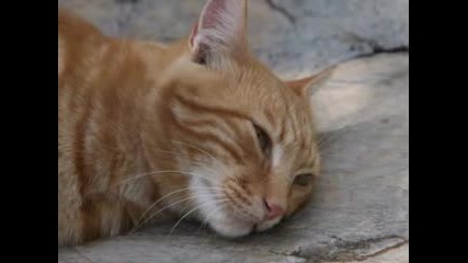 Сладки котета