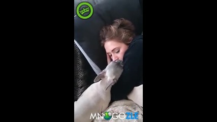 Куче мръсник се възползва от спяща