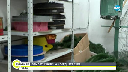 Кои са заместниците на коледната елха?