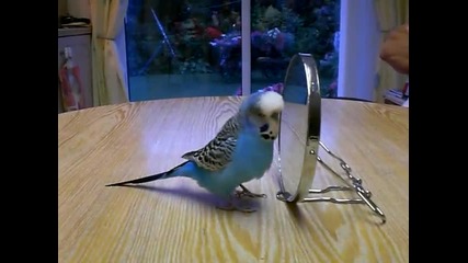 Говорещ вълнист папагал