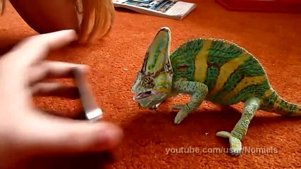 Chameleon was frightened by iphone (what he saw_)