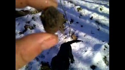 берта търси трюфели през зимата