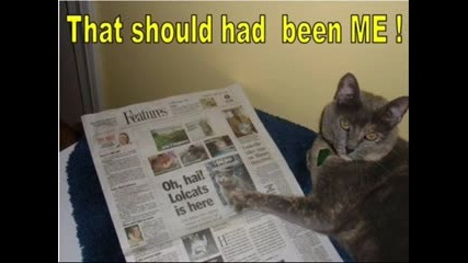 Най - смешните котета 