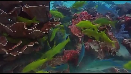 Красотата На Нашата Природа
