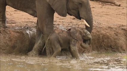 Слонове помагат на малкото си да излезе от калта
