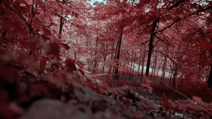Trickle - Autumn Mist