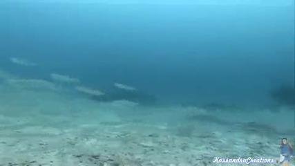 Enya - Caribbean Blue Life (under The Sea )