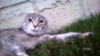 Котка в ужас от камерата